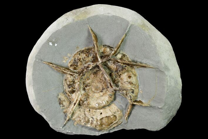 Ammonite (Xipheroceras) With Calcite Veins - Dorset, England #171266